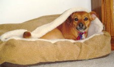 Bella in her Snuggle cover bed